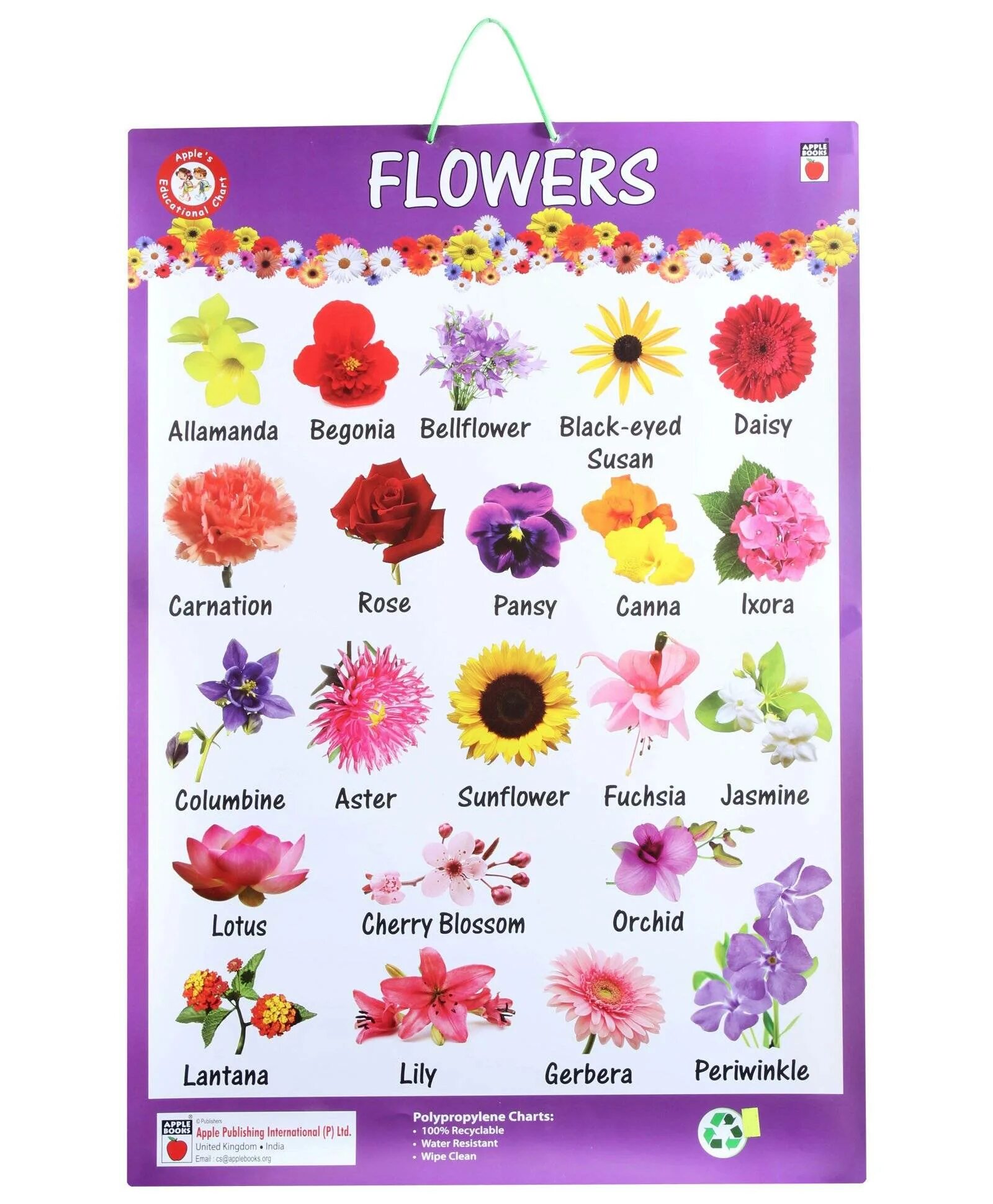 Название цветов. Названия цветов на английском. Цветы названия на английском. Названия цветов растений.