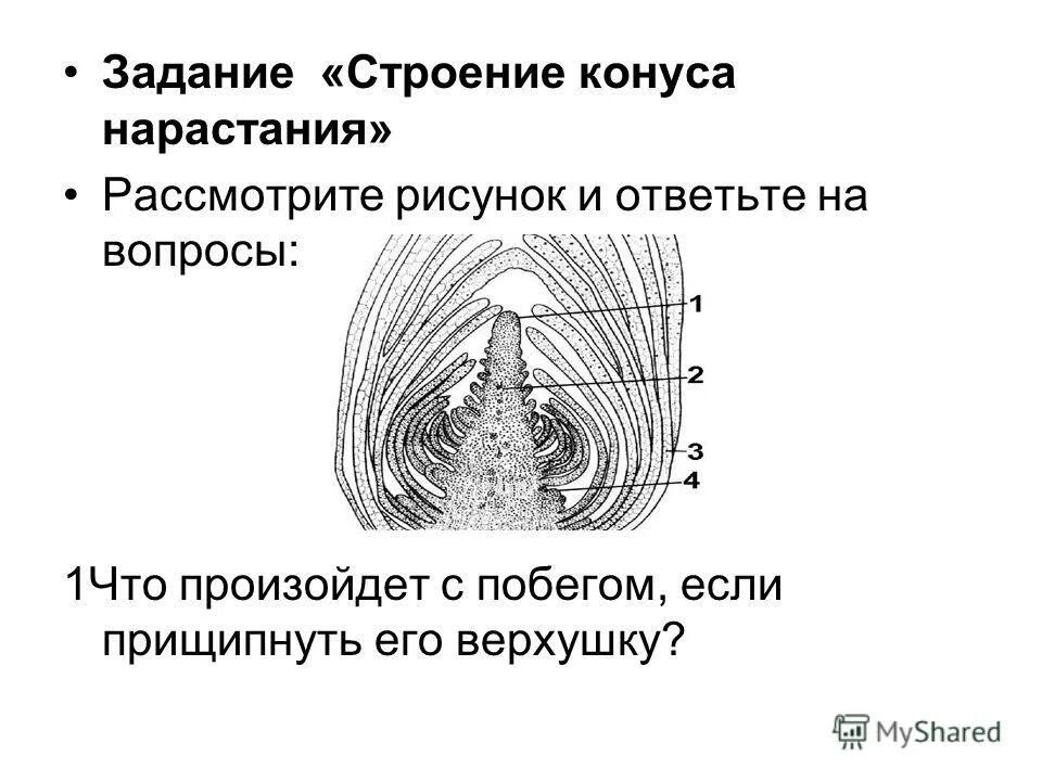 Живое задание строение. Клетка биология схема клетки животного и растения. Строение клетки задание. Живое задание строение. Задания по теме клетка.