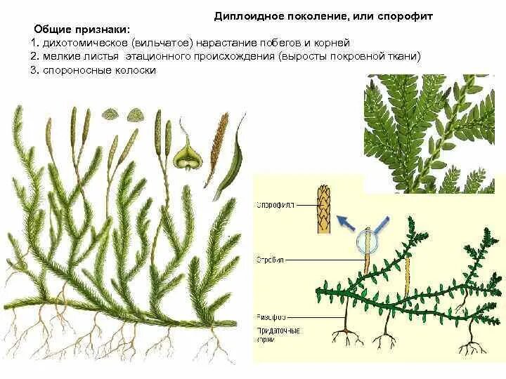 Спороносные колоски у папоротника. Симподиально нарастающее корневище. Спороносный колосок мха. Побег спорофита.