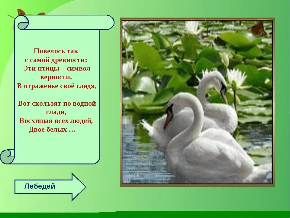 Загадка о лебеде. Загадка про лебедя. Стих про лебедя. Загадка про лебедя для детей. Проект верность