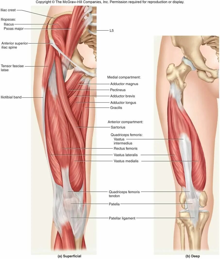 Анатомия бедра человека мышцы и связки. Мышцы бедренной кости анатомия. Крепление мышц к бедренной кости. Бедра мышцы крепится к кости. Правая нога бедро мышцы