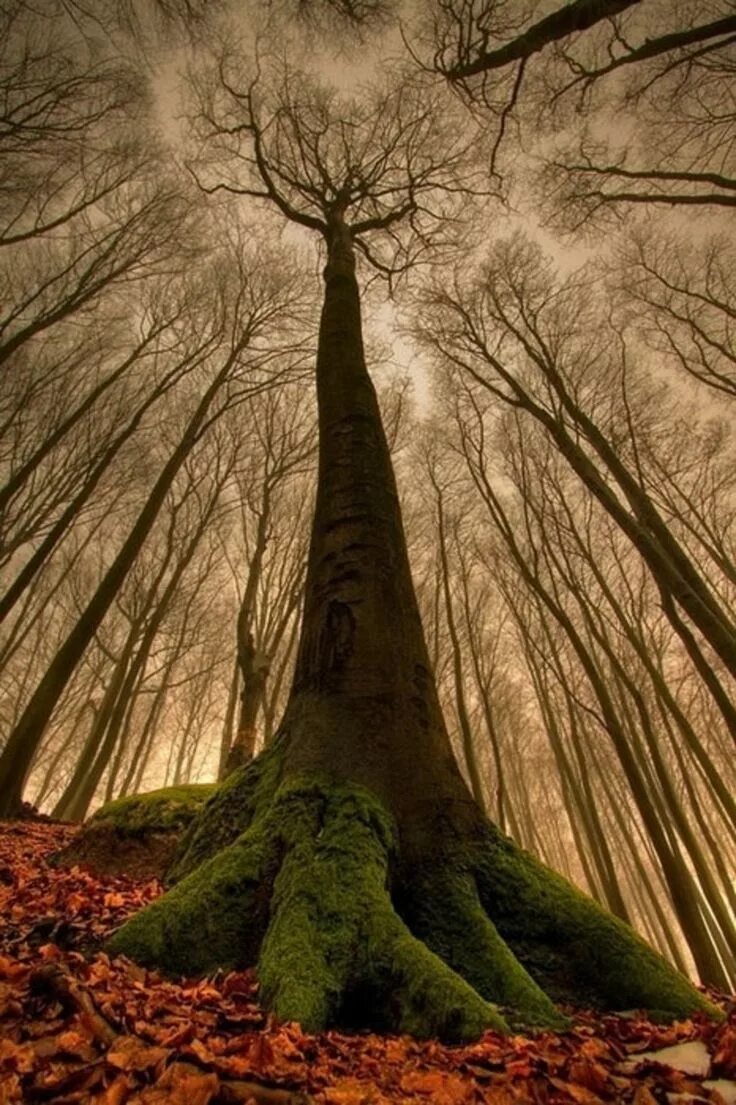 Дагдан дерево. Древние деревья. Необычные деревья. Ствол дерева. The nature is also