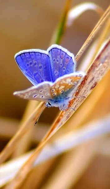 Бабочка макро фото Butterfly Macro Animal free image download