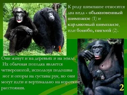 Шимпанзе среднего рода