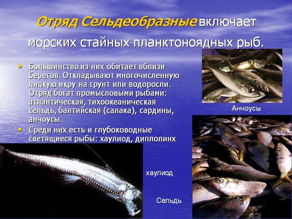 Значение сельдеобразных