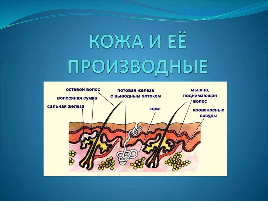 Строение и функции производных кожи. Схема строения производных кожи. Строение кожи и ее производных. Кожа и ее производные анатомия. Анатомия кожи и ее производных..