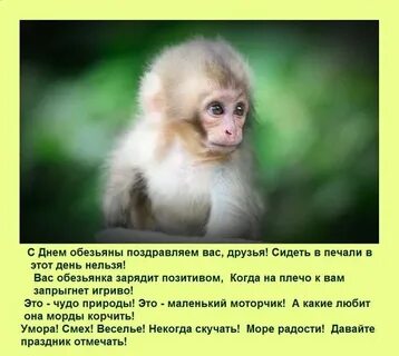 Даты обезьяны