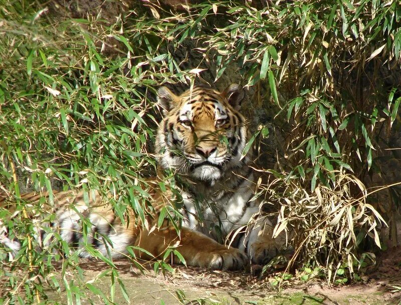 Тигр в засаде мем. Маскировка тигра. Тигр в зарослях. Маскировка тигра в природе. Тигр спрятался.