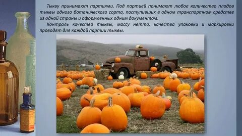 Тыква сколько плодов