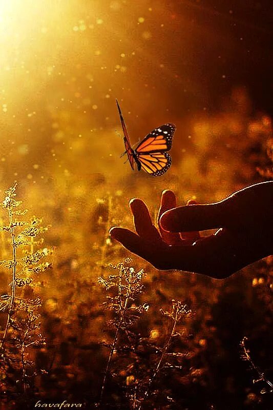 Минуты жизни слушать. На руку бабочка. Бабочка на ладони. Счастье природа. Бабочка на рассвете.