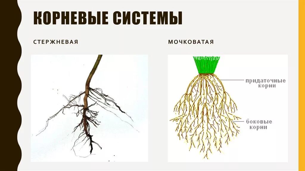 Стержневая корневая система состоит из. Схема стержневой и мочковатой корневых систем. Строение мочковатой корневой системы. Схема типы корневых систем мочковатая.