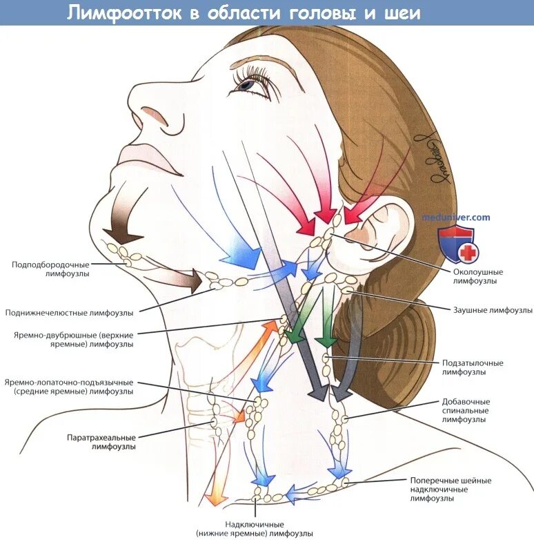 Лимфоузлы и мышцы. Лимфатическая система лица схема. Лимфатическая система шеи и головы человека схема. Лимфоотток шейные лимфоузлы. Лимфатический отток головы и шеи схема.
