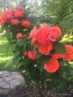 Фото розы эмильен