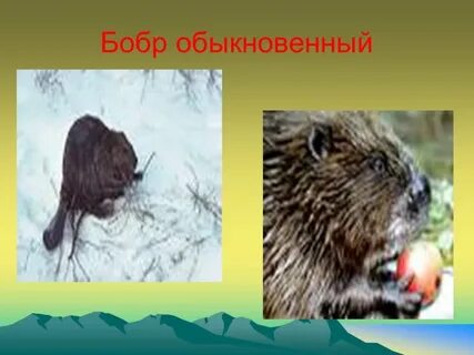 Животные красноярского края занесенные в красную книгу