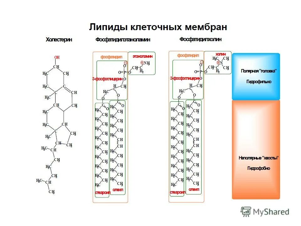 Химическая структура липидов. Функция липидов в растительной клетке. Функция липидов в растительной клетке. Функция липидов в растительной клетке. Функция липидов в растительной клетке.