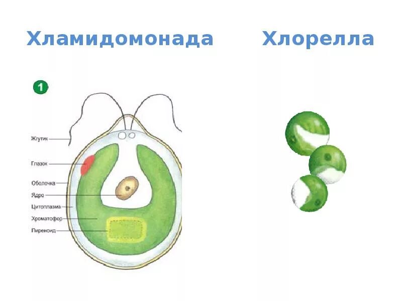 Глазок водоросли. Хлорелла строение клетки. Хлорелла строение. Рисунок строения Хлоромонады. Клетка хламидомонады.