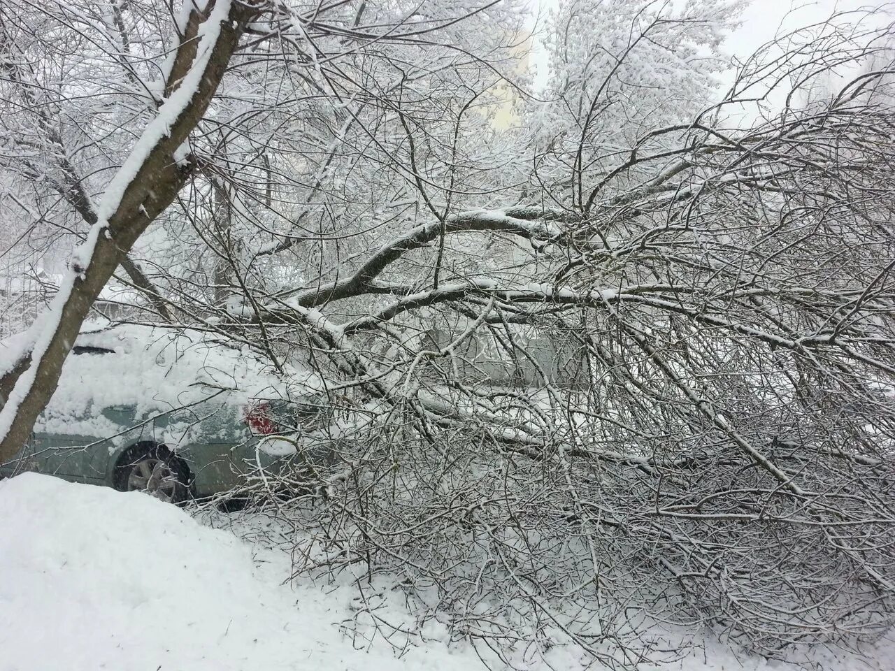 Упавшее дерево в снегу. Упавшее дерево зимой. Упавшее дерево под снегом. Упавшие от снега деревья. Ночью на мокрые деревья упал снег сравнение