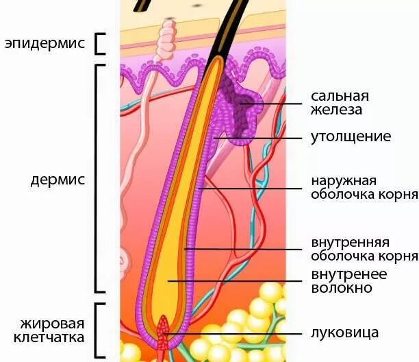 Корень волоса погружен в окруженную. Строение кожи человека волосяной фолликул. Строение волосяной луковицы гистология. Строение луковицы волоса человека. Строение волоса корень и стержень.