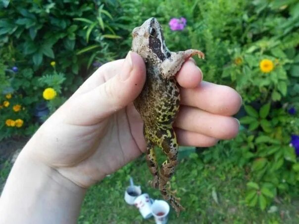 На что ловить лягушку Как ловить сома на лягушку осенью  Охота Рыбалка Дрессировка Дзен