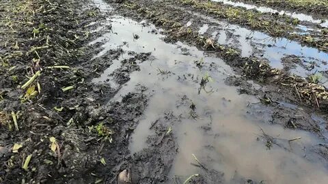 Что такое грязевой дождь в прогнозе погоды