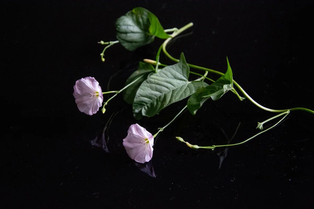 Схема слова. Мохорев евгений mokhorev evgeny. Вьюн жюри сюита. Вьюн жюри сюита. Вьюнок полевой эстетика.