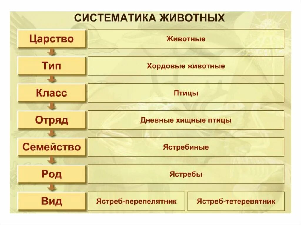 Расположение систематических категорий в порядке возрастания Презентация "Царство Растений" 5 класс