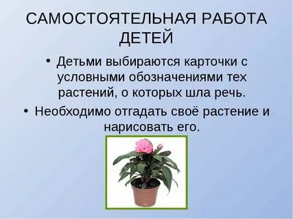 Презентация для старших дошкольников комнатные растения