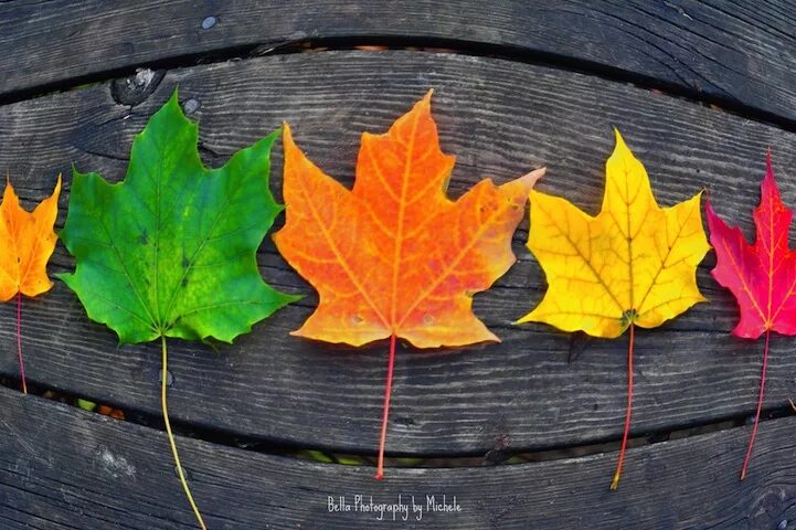 Изменения цвета листьев. Цвета осенних листьев. Осенняя окраска листьев. Радуга из осенних листьев. Изменение окраски листьев.