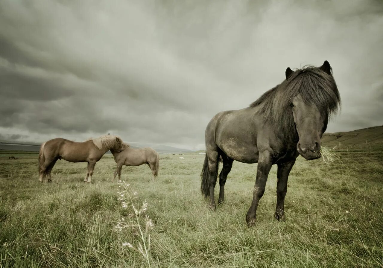 Локайская порода лошадей. Купание коней в речке. 17 лошадей. Шварцвальдская порода лошадей. Лошади 17.