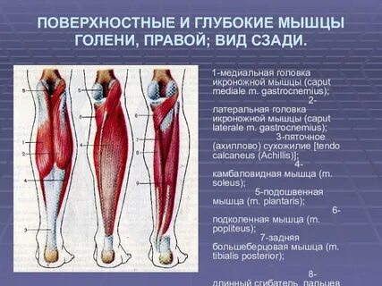 Глубокие задние мышцы голени