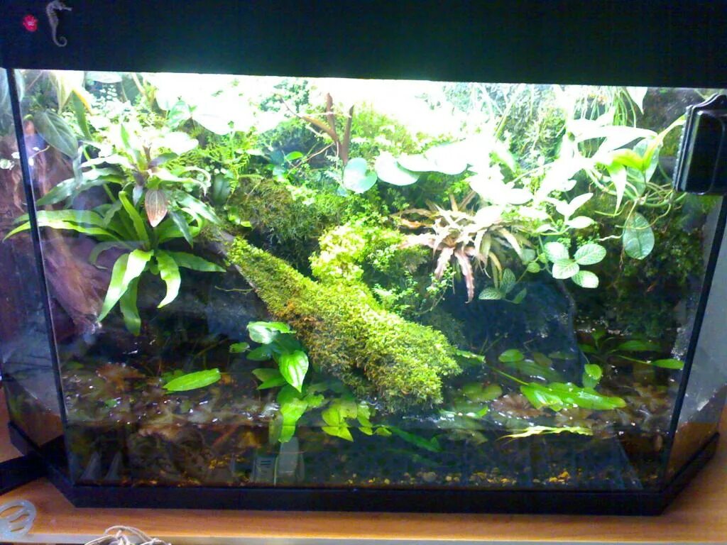 аквариум наполовину. палюдариум вивариум. палюдариум кайман. аквариум наполовину. полидариум аквариумный.