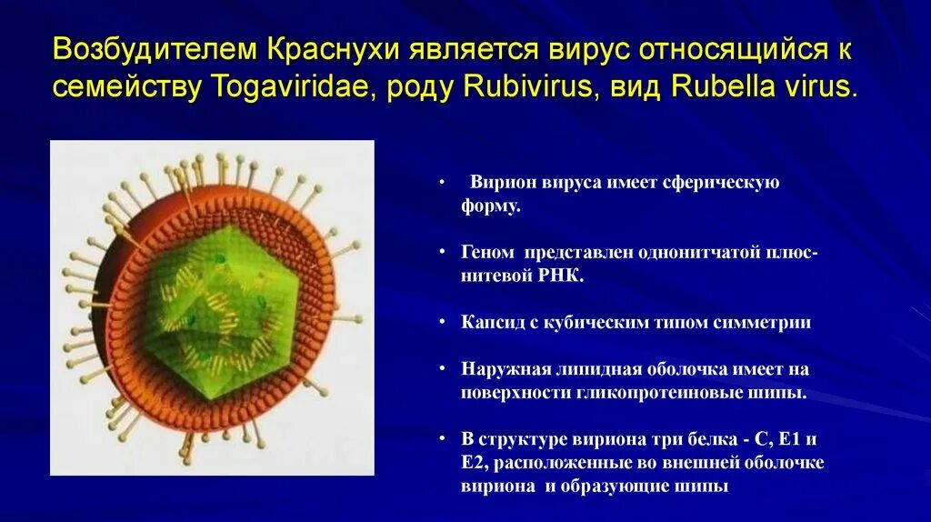 Вирусы относятся к форме жизни. Краснуха семейству Togaviridae, роду Rubivirus. Rubella virus - вирус краснухи. Тогавирусы (Togaviridae). Структура вириона краснухи.