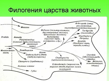 Филогения