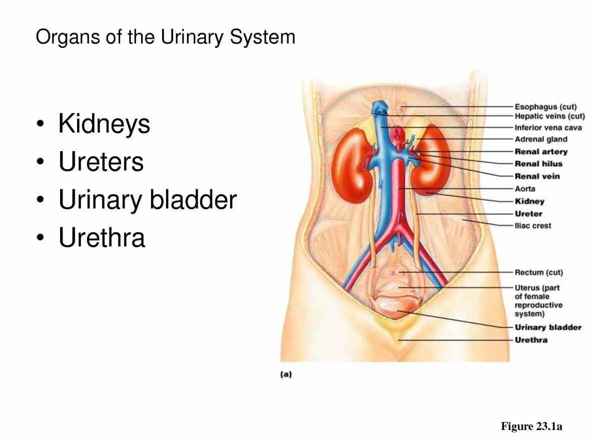 Urinary system. Urinary tract. Таблица Urinary System. Female Urinary System.