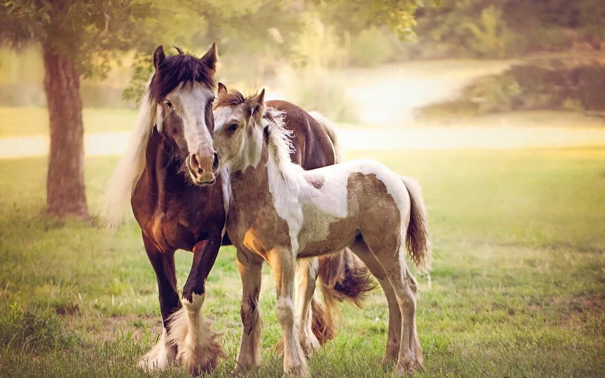 Картинки лошадей. Красивые лошади. Красивые лошади на природе. Красивый конь. Картинки на рабочий стол лошади.