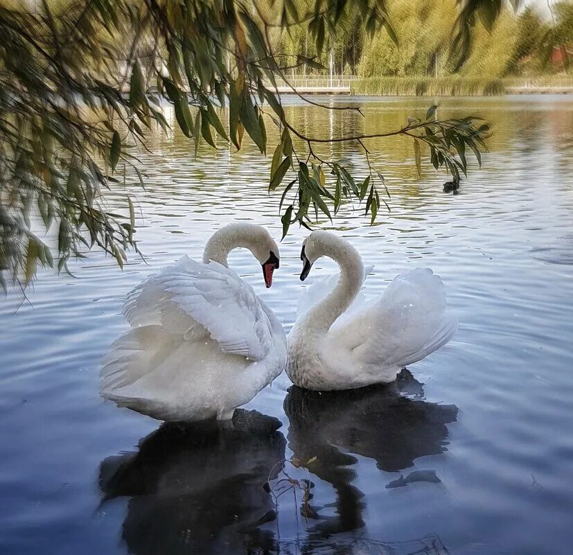 лебеди нежность. лебедь. красивые лебеди. пара лебедей. два лебедя.