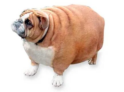 Fat dog