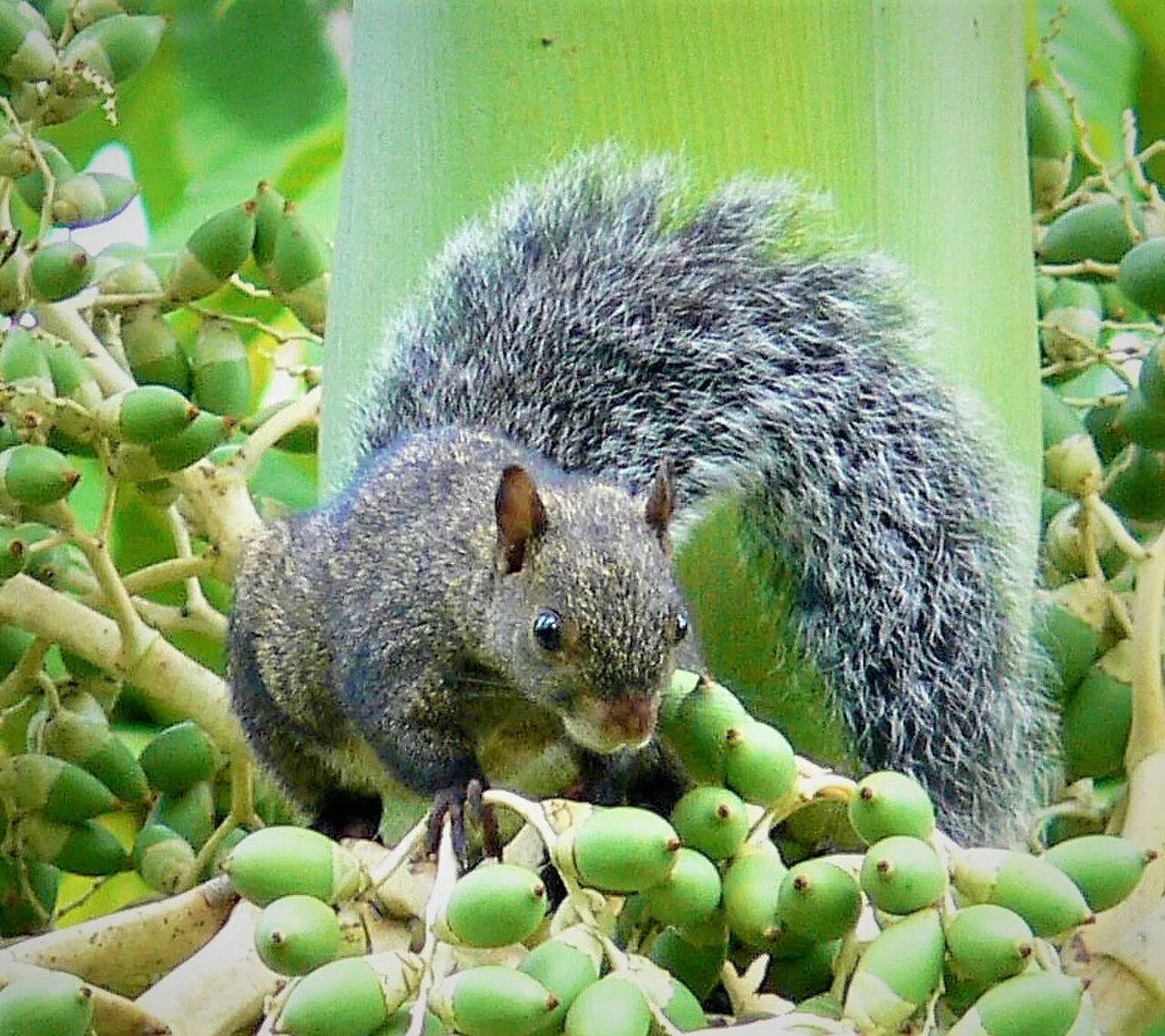 Пестрая белка. Белка Юкатан. Sciurus VARIEGATOIDES. Гуаякильская белка.. Аризонская белка.