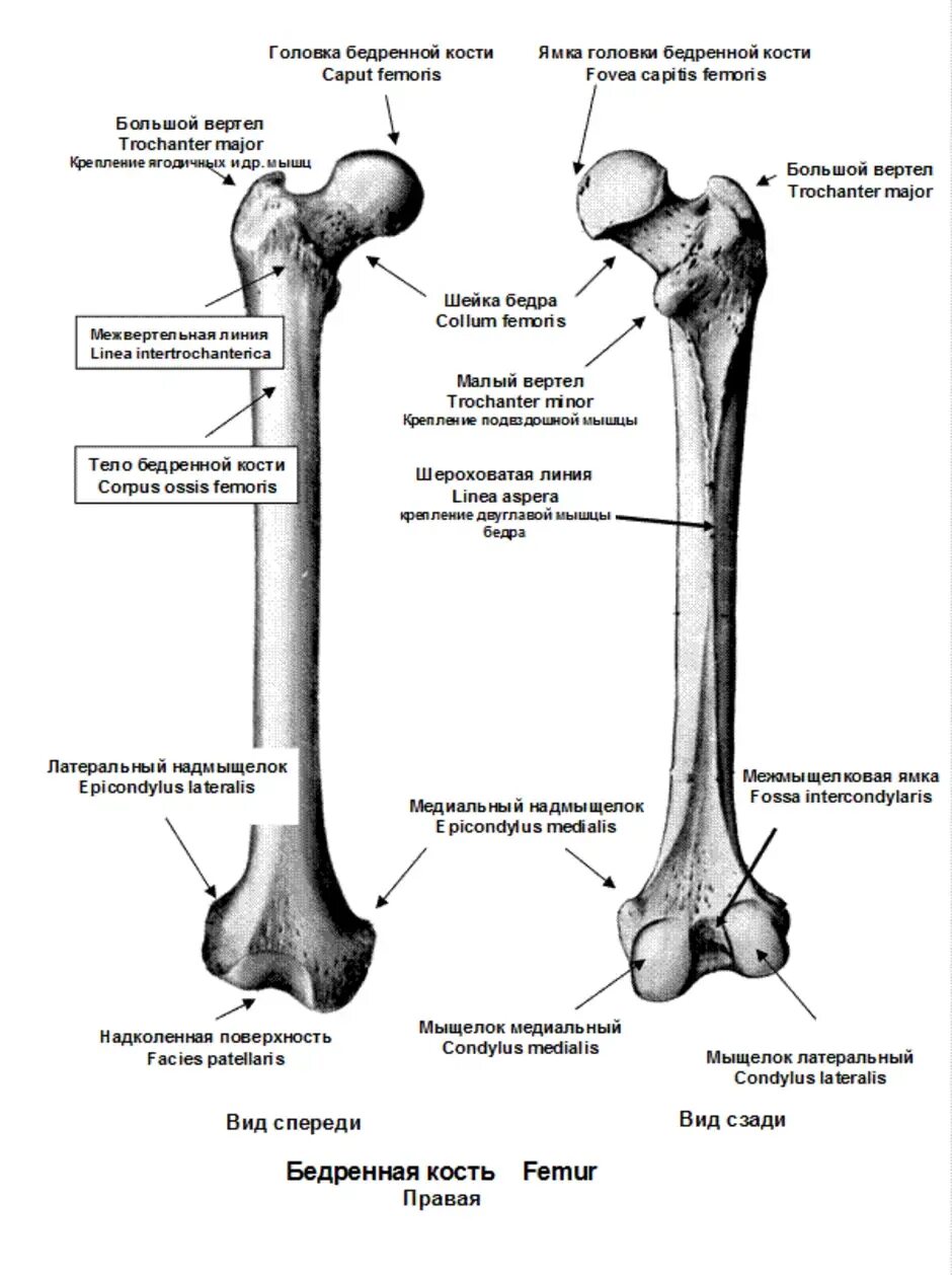 Строение бедренной кости анатомия на латыни. Бедренная кость анатомия строение.