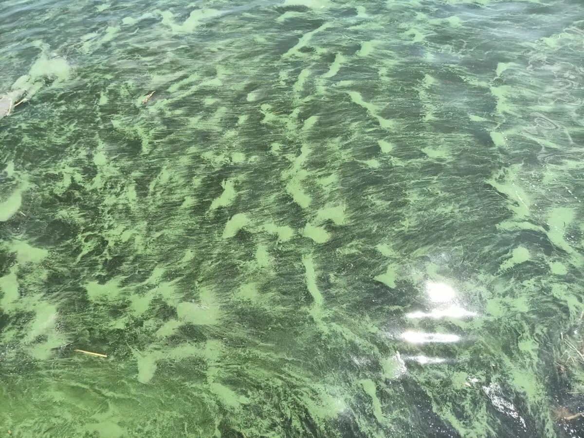 Вода в черном море в мае. Водоросли. зеленое море. прозрачное море водоросли. черное море зеленое.