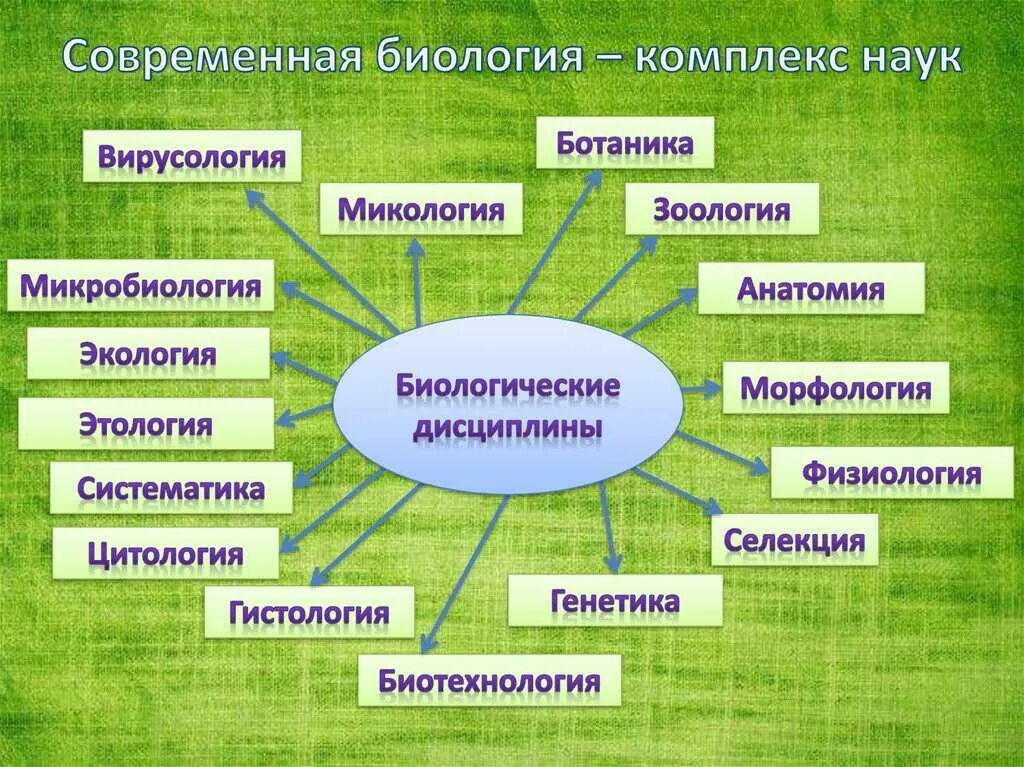 Что из приведенного можно изучать. Биология как наука. Биологические дисциплины. Биологические науки. Разделы современной би.