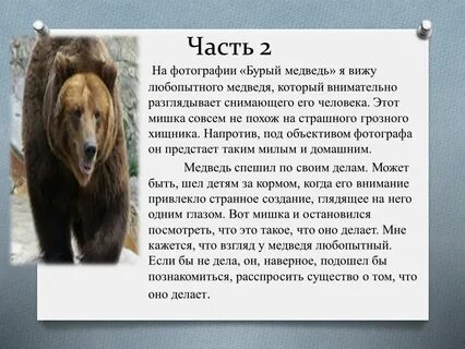 Сочинение по картине камчатский бурый медведь