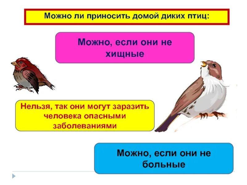 Можно ли домой. Дикие птицы текст. Можно приносить птицу домой. Дети принесли птицу домой. Хищных птиц нельзя уничтожать так как они плохо размножаются.