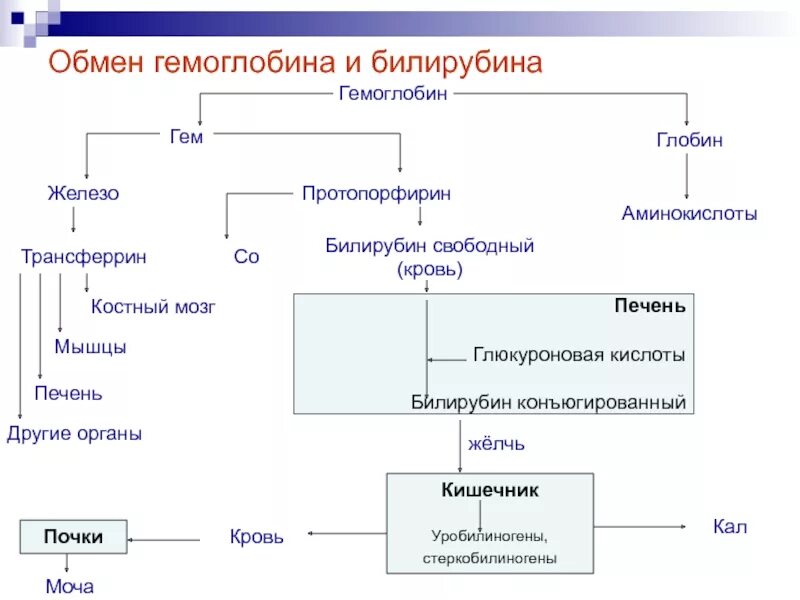 Какая печень для гемоглобина