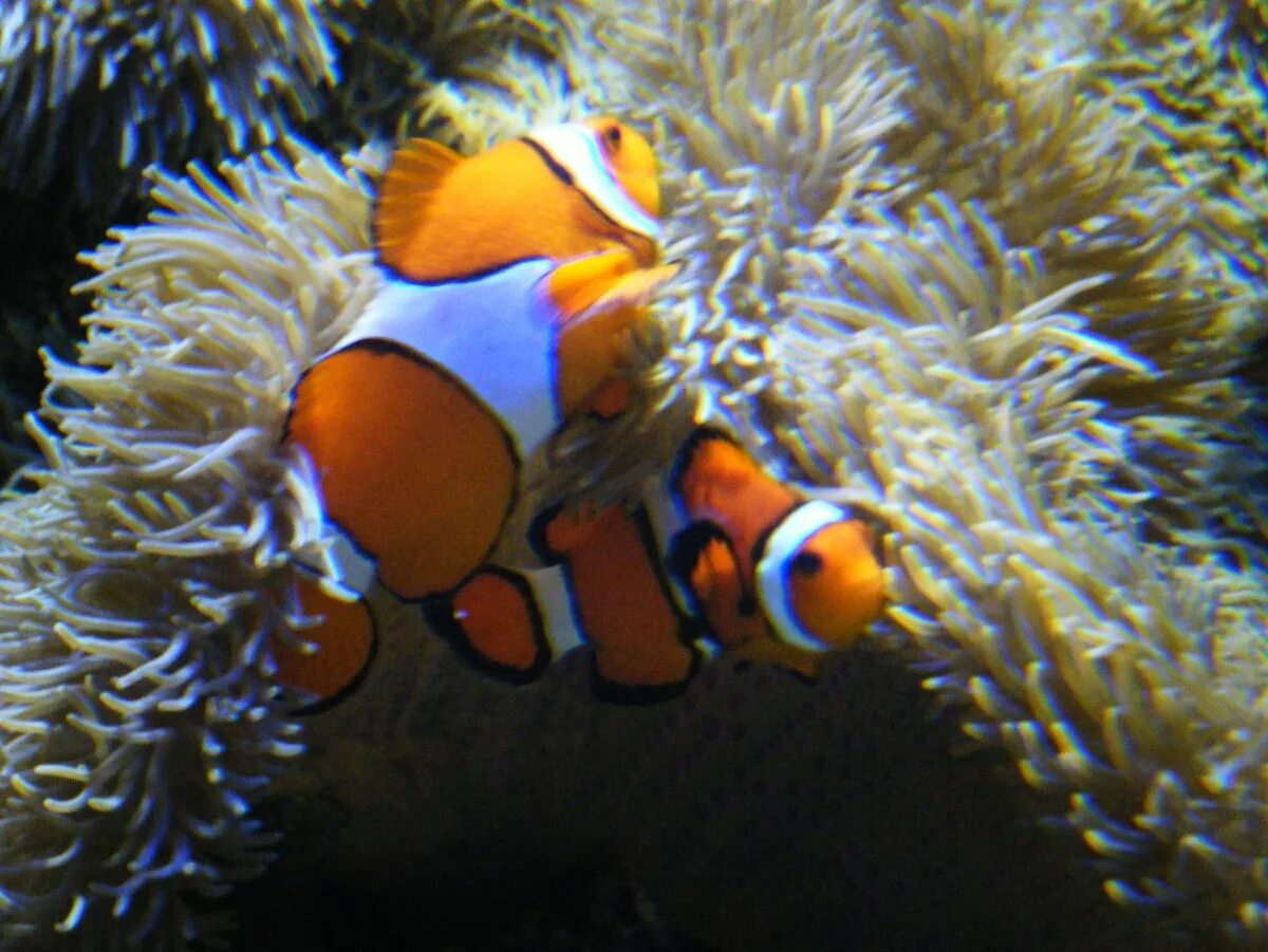 Друг рыбы клоуна. Анемоновая рыба клоун. Систематика рыбы клоуна. Снорклинг с рыбой клоун. Рыба клоун среда обитания.