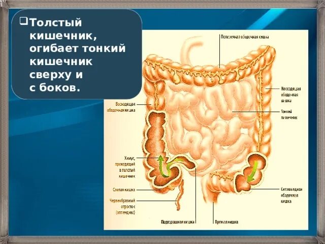 Как проверить тонкую кишку