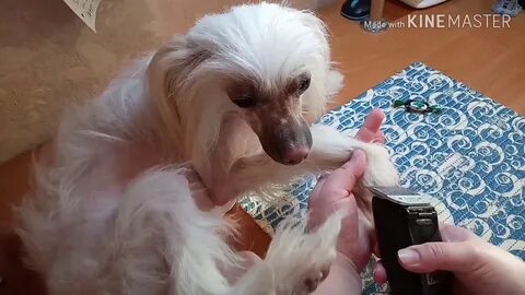 Груминг иваново для собак