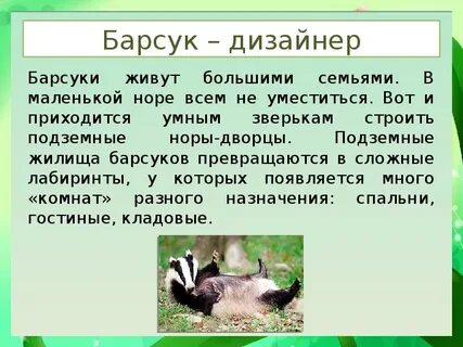 Язык животных сообщение