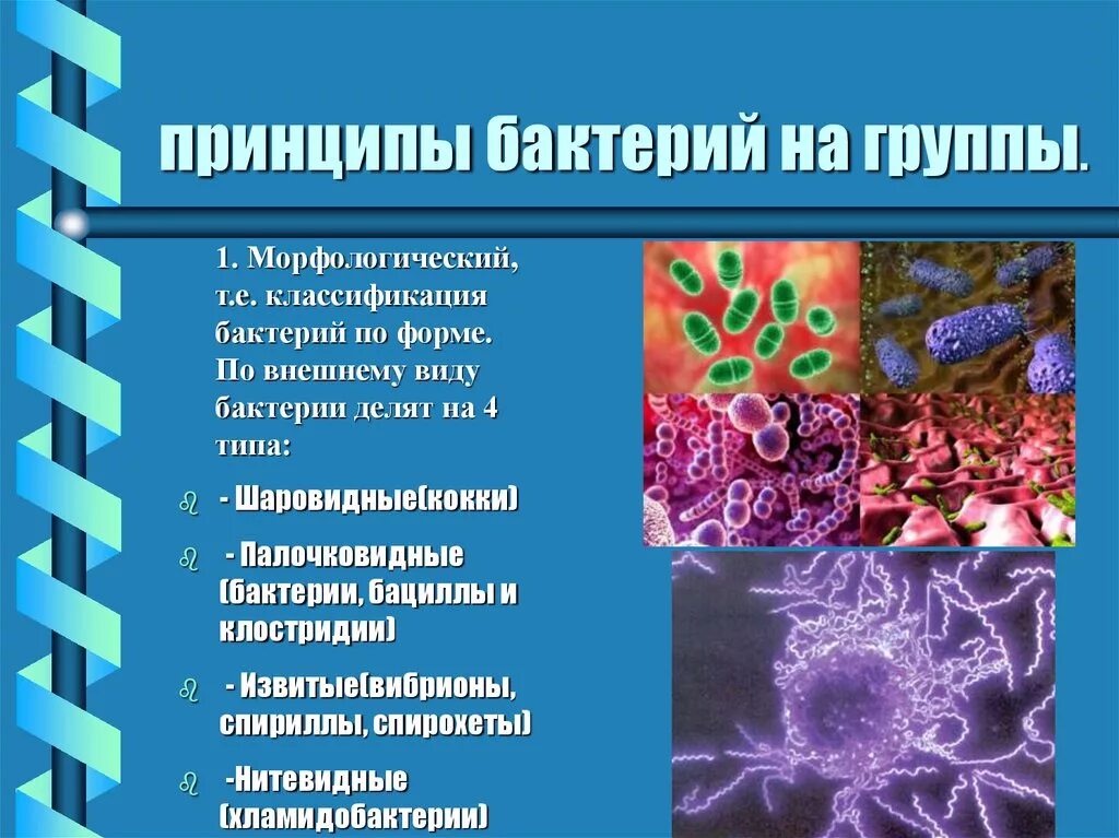 Бациллы бактерии классификация. Классификация групп бактерий. Классификация микроорганизмов по Берджи группы. Принципы подразделения бактерий на группы Берджи. 6 групп бактерий