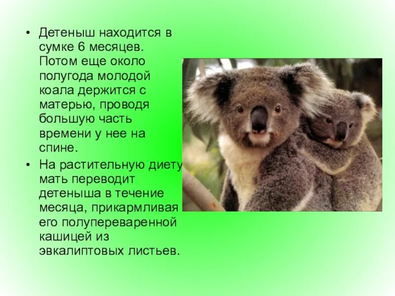 Сообщение про коалу. Коала презентация. Коала описание. Презентация о животном коала. Коала информация для детей.